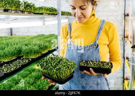 Microgreens wächst Hintergrund mit rohen Sprossen in weiblichen Händen. Frische rohe Kräuter aus dem heimischen Garten oder Indoor-Vertikalfarm, voller Vitamine für Veganer Stockfoto