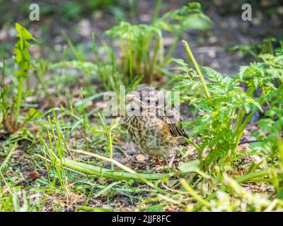 Ein Rotflügler, Turdus iliacus, hat das Nest verlassen und sitzt auf dem Frühlingsrasen. Ein Redwing-Küken sitzt auf dem Boden und wartet auf das Essen von seinem Par Stockfoto