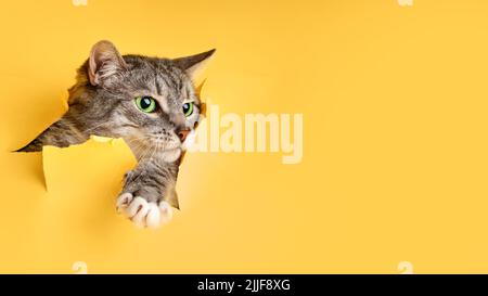 Die Katze schaut aus einem Loch im gelben Hintergrund des Studios. PET guckt durch zerrissenen Papierhintergrund, Kopierplatz Stockfoto