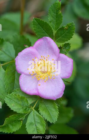 Hunderose (Rosa canina) Blume und Blätter, ein wilder Strauch auf dem Land, England, Großbritannien Stockfoto