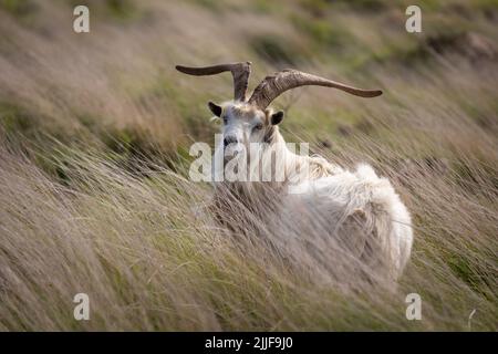 Männliche Wildziege auf Lundy, Devon, Großbritannien Stockfoto