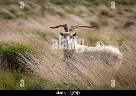 Männliche Wildziege auf Lundy, Devon, Großbritannien Stockfoto