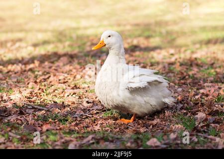 Weiße Gans steht auf Gras und gelbe Blätter auf verschwommenem Hintergrund. Einheimische Entenwanderungen. Sonniger Tag. Geflügel, Farm-Konzept Stockfoto