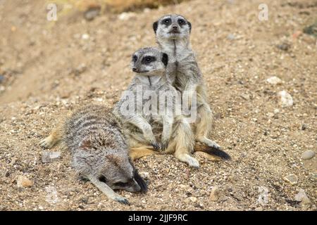 Drei Erdmännchen, einer schlafend, während die anderen zwei auf mögliche Gefahren achten. Stockfoto