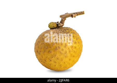 Seitenansicht von einzelnen reifen frischen longanischen Früchten isoliert auf weißem Hintergrund mit Schnittpfad. Stockfoto