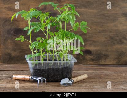 Keimling von Tomaten. Gartenarbeit im Frühling. Tomatenbusch. Gemüse zu Hause anbauen. Vermehrung und Pflanzung eines Gemüsegartens. In eine Schachtel Pflanzen. Holzhintergrund. Stockfoto