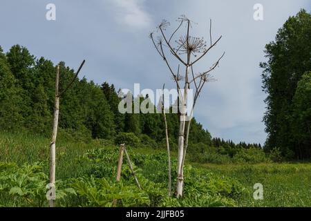 Trockener Stängel von Kraut in der Nähe der Straße. Kuh Pastinak Stockfoto