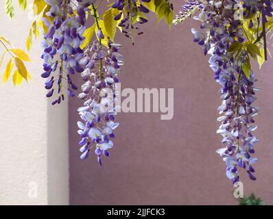 Nahaufnahme der Wisteria-Blume an einer lila Wand, purpurrote Frühlingsblumen Glyzinien, die in einem Garten blühen, selektiver Fokus Stockfoto