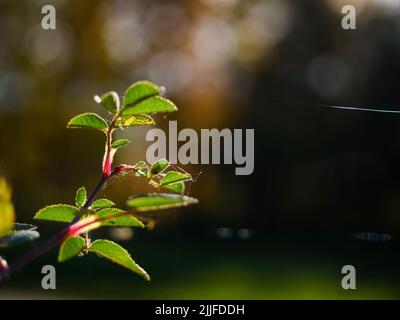 Winziger Zweig aus Rosenbusch mit grünen Blättern und Spinnennetz, Nahaufnahme Foto mit Sonnenlicht hinterleuchtet mit Kopierraum. Schönes Naturbild. Abstraktes Grün Stockfoto