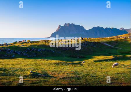 Zelte, Touristen und Campingausrüstung am Strand von Utakleiv auf den Lofoten, Norwegen Stockfoto