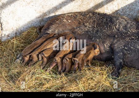 Kleine Mangalica-Ferkel, die an ihren Mutterzitzen sägen und auf einem Strohbett liegen. Stockfoto