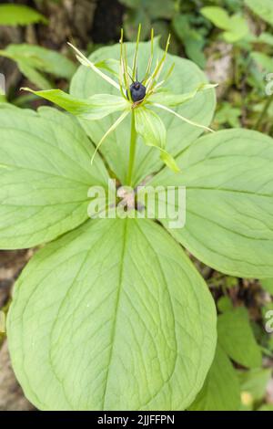 Herb Paris (Paris quadrifolia) in Obst, wächst auf einem Naturschutzgebiet in Woolhope Herefordshire UK. Mai 2022 Stockfoto