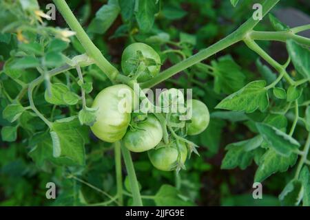 Grüne Tomaten. Tomatensträucher im Gewächshaus. Natürliches Gemüse. Stockfoto