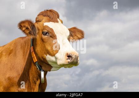 Kuhkopf rot und weiß, rosa Nase, blau bedeckter Himmel, Porträt eines niedlichen verträumten roten Rindes, weiße Flamme Stockfoto