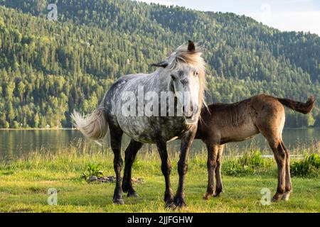 Сute Stute mit Fohlen am Seeufer. Pferde sind Weide auf Rasen am See. Stockfoto