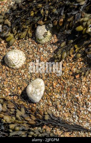 Limetten. Bei Ebbe klebte eine aquatrische Seeschnecke an einem Felsen an der britischen Küste. Stockfoto