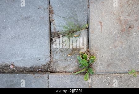 Unkrautbekämpfung in der Stadt bricht Unkrautkraut den Straßenbelag auf Stockfoto