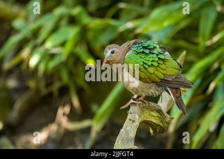 Chalcophaps indica, eine in Gefangenschaft geratene Smaragdtaube, wird im Zoo von Jersey auch als asiatische Smaragdtaube bezeichnet. Stockfoto