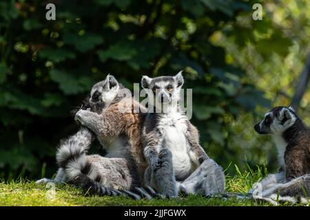 Eine Gruppe von wachsam ruhenden Ringschwanz-Lemuren, Lemur catta. Ein großer Strepsirrhin-Primat im Zoo von Jersey. Stockfoto