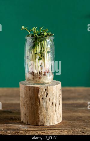 Wächst Micro Green. Glasgefäße mit Luzerne-Sprossen, Radieschen, Salat, Kohl auf Holzboden. Keimende Samen für vegane Öko-Lebensmittel. Gartenarbeit im Haus. Organisches Konzept. Urbane Farm. Microgreen. Stockfoto