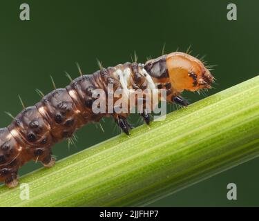 Nahaufnahme der Frosted Orange Motte Raupe (Gortyna flavago) Stockfoto