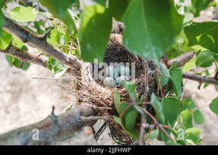 Mistle Thrush's Vogel nisten auf einem Baum mit vier Eiern Stockfoto