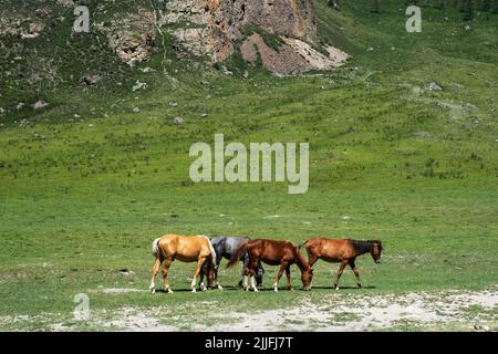 Pferde friedlich grasen auf dem Rasen. Stockfoto