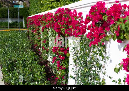 Bougainvillea oder paperflower blühende Pflanze wächst entlang Zaun im Freien Stockfoto