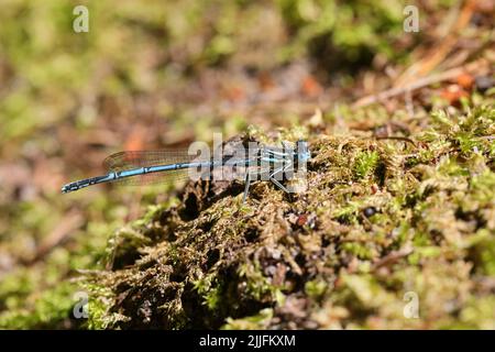 Weißbeinige Damselfliege (Platycnemis pennipes), fotografiert in Slåensø in Dänemark Stockfoto