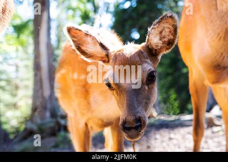 Neugieriges Rehkitz schaut auf die Kamera. Niedliches kleines gepunktetes Hirsch-Portrait. Stockfoto