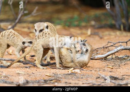 4 Süße Erdmännchen-Babys (Suricata suricatta) kämpfen. Kalahari, Transfrontier National Park, Südafrika Stockfoto