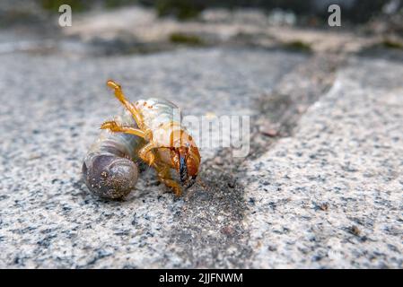 Schädlingsbekämpfung in der Landwirtschaft. Larve des Maikäfers. Stockfoto