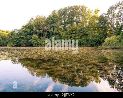 Symmetrische Spiegelung von Bäumen auf der Wasseroberfläche in einem öffentlichen Park. Stockfoto