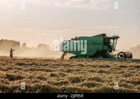 Weizenernte läuft mit Mähdreschern. Die untergehende Sonne beleuchtet den erhöhten Staub. Stockfoto