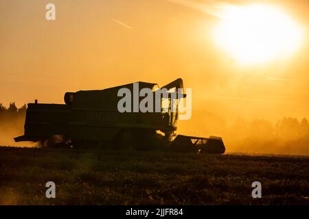 Weizenernte läuft mit Mähdreschern. Die untergehende Sonne beleuchtet den erhöhten Staub. Stockfoto