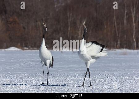 Ein Paar rot gekrönter Kraniche, die den rituellen Hochzeitstanz auf einer schneebedeckten Wiese, Hokkaido, Japan, tanzen. Stockfoto