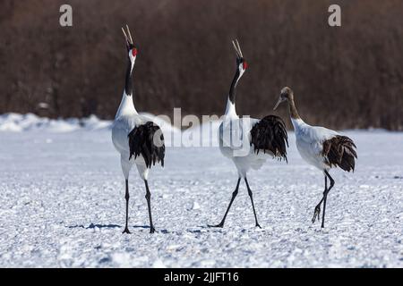 Die rot-gekrönten Kraniche tanzen den rituellen Heiratstanz auf einer verschneiten Wiese, Hokkaido, Japan. Stockfoto