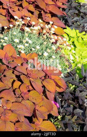 Jährliche Beettung Pflanzen Sommer Blumenbeet Coleus Bemalte Brennnessel Ipomoea farbenfroher Kontrast der Blätter Stockfoto