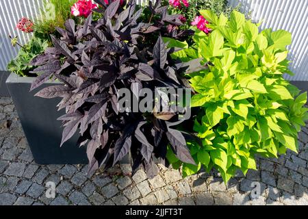 Ipomoea batatas, Container, Annual, Pflanzen im Topf, Ipomoea, Zierblumen-Süßkartoffel, hinterlässt Sommerblumen-Behälter Stockfoto