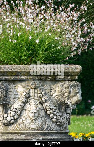 Gaura lindheimeri Container, Oenothera wächst im romanischen Topf, Garten, White Gaura Stockfoto