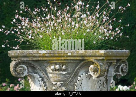 Oenothera lindheimeri, romanischer Containergarten, Gaura im Topf Stockfoto