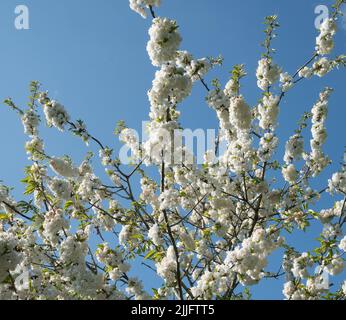 Cherry Blossom gegen den blauen Himmel Stockfoto