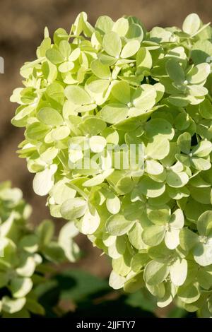 Hardy, Hydrangea paniculata, Blütezeit, Hydrangeas, Rispenhortensie, Hortensia 'Mojito' helle Blume Zitronenfarbe Stockfoto