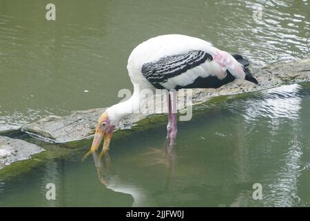 Ein einsamer malender Storch, der im Wasser ruht Stockfoto