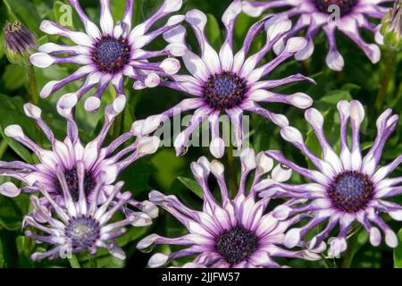 Jährlich, Gänseblümchen, Blauweiß, Osteospermum, „Weißer Löffel“, Blumen, Cape Daisy, African Daisy, hell, Daisy Pflanze Osteospermum Stockfoto