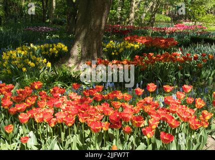 Tulpen in den Gärten von Springfields Outlet Shopping & Leisure, Spalding, Lincolnshire Stockfoto