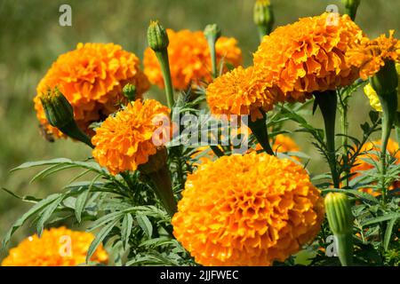 Afrikanische Ringelblume, Orangenblume, Tagesetes erecta, Ringelblumen, Blumenköpfe, Einstreu Jährliche Pflanzen Tagetes „Imperial“ Stockfoto