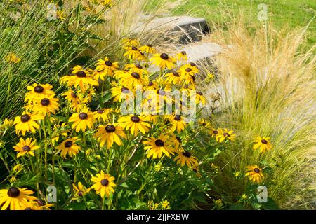 Schwarzäugige Susan, Rudbeckia Goldsturm an der Gartentreppe, Schwanzgras Stockfoto