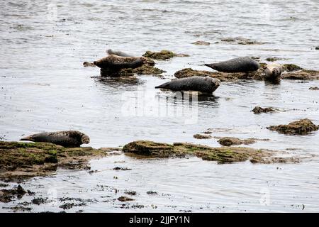 Eine Kolonie von Kegelrobben sonnt sich am Strand in Portgordon, Morayshire, Schottland, Großbritannien. Stockfoto