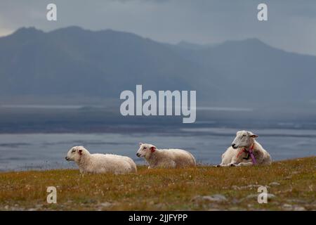 Schafe ruhen auf einem Berghang mit einer wunderschönen Landschaft im Hintergrund. Stockfoto